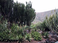 Jardin Canario