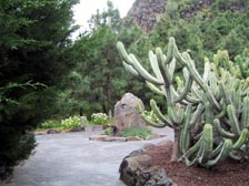 Jardin Canario