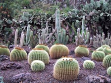 Jardin Canario