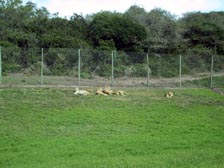 Löwen bei Lieblingstätigkeit