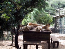 6 Monate alte Löwen