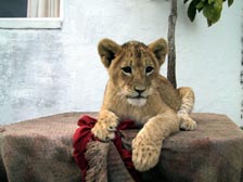 Löwe aus 25 cm Entfernung