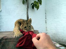 Spielen wir Tauziehen