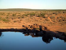 Elephanten im Addo-Park
