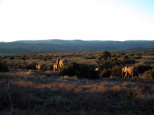 Elephanten im Addo-Park