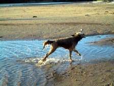 Hunde laufen da so frei rum